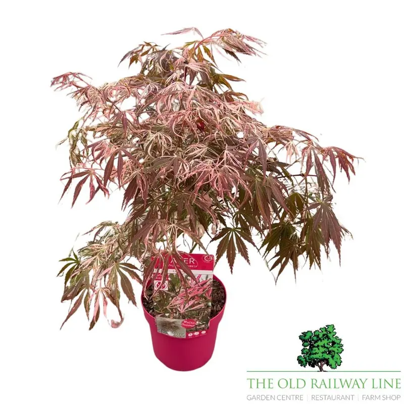 Acer 'Extravaganza' Tree - 3Ltr Pot