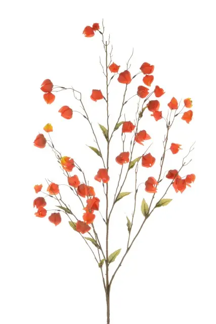 Chinese Lantern Spray - 120cm