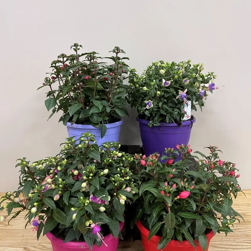 Fuchsia Assorted Variety 19cm Pot - 2 for £20
