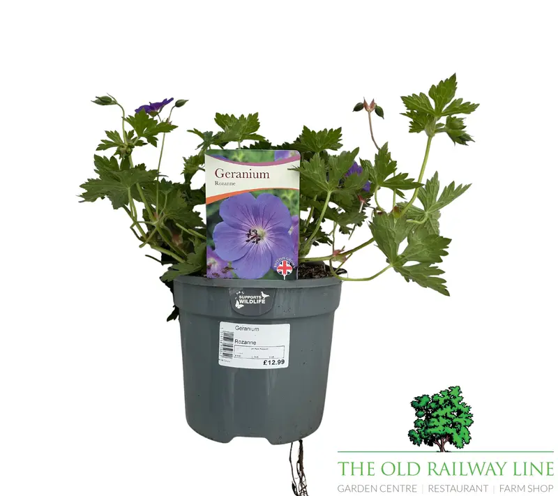 Geranium 'Rozanne' Plant - 3Ltr Pot