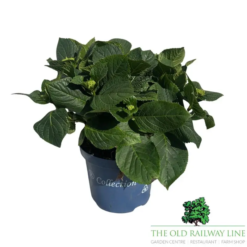 Hydrangea macrophylla Royalty Wizard Plant - 3.5Ltr